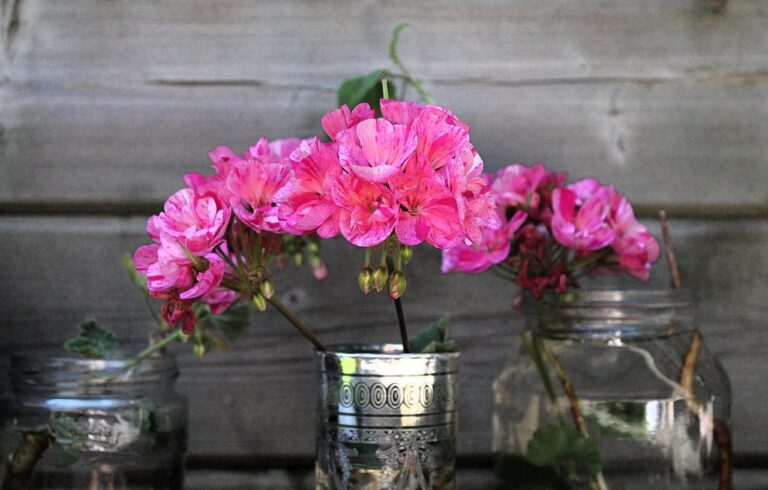Gerani colorati in vaso, perfetti per un balcone fiorito, a confronto tra parigini e zonali.