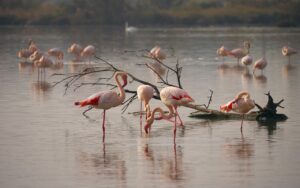 Fenicotteri rosa al tramonto nelle saline di Trapani, con mulini a vento sullo sfondo.