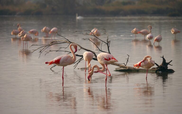 Fenicotteri rosa al tramonto nelle saline di Trapani, con mulini a vento sullo sfondo.