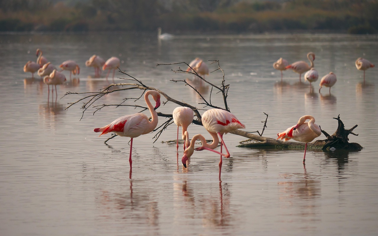 Fenicotteri rosa al tramonto nelle saline di Trapani, con mulini a vento sullo sfondo.